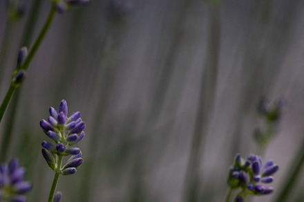 Lavandula angustifolia 2 stock photo containing close up and geese, a Nature Photo by LoboStudioHamburg