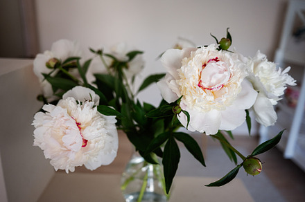 Beautiful white peonies blooming in a glass vase with green leaves, a Photo by AS photostudio