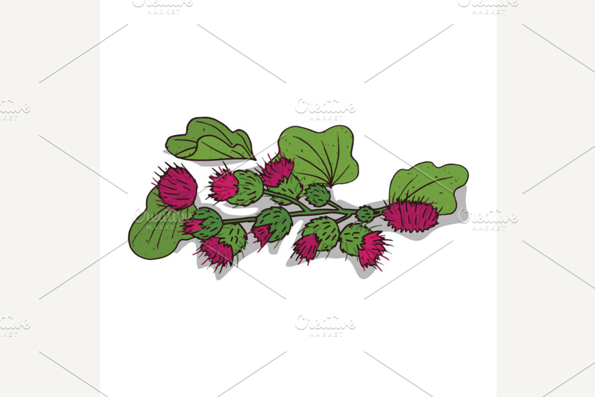 Isolated clipart Burdock, a Healthcare Illustration by Alex and Aris