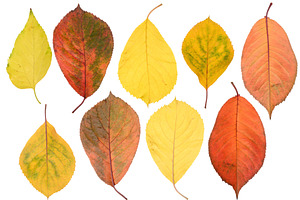 Multicolored cherry tree leaves on isolated background, a Nature Photo by ndanko