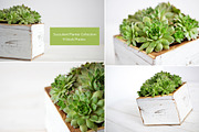 Succulent Planter Stock Photos, an Abstract Photo by Greenleaf Images (Thumbnail 1 of 6)