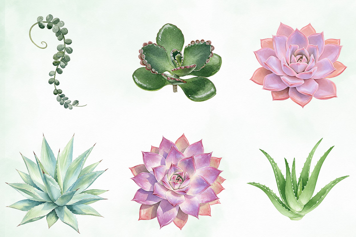 Watercolor Succulent Clipart, an Illustration by Creative Art (Photo 2 of 10)