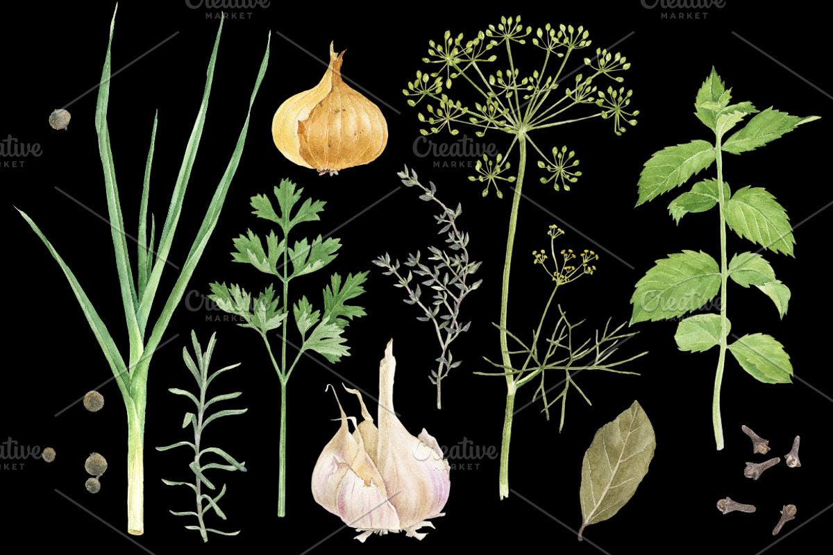 Herbs and spices watercolors, a Healthcare Illustration by handsketched (Photo 4 of 6)