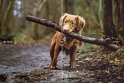 My Dog Lightroom Presets, an Action Add-On by Creativetacos (Thumbnail 5 of 6)