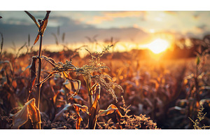 Golden Sunset Over Field of Corn, a Nature Photo by Lermont51