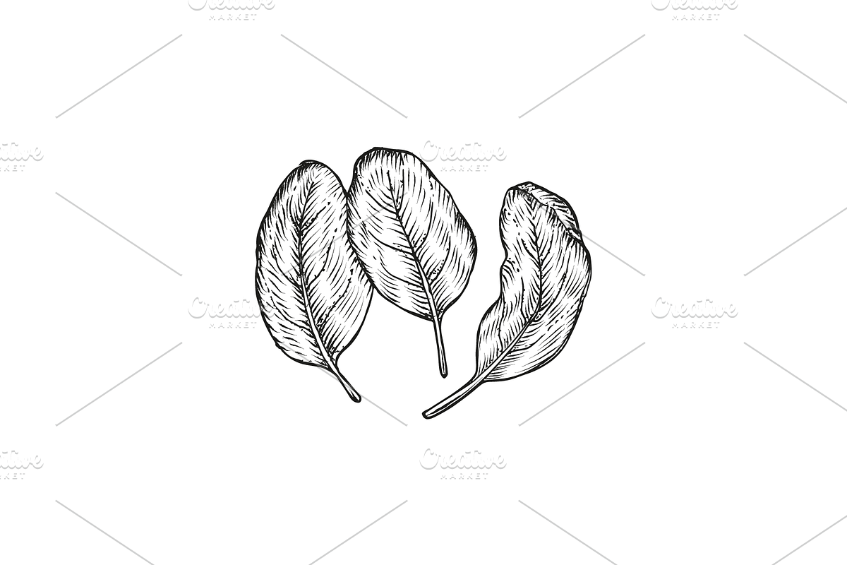 Hand-Drawn Vegetable Illustrations, a Food Illustration by BenDesigner (Photo 5 of 6)