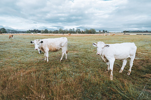 White cows on grassy field, an Animal Photo by SkyNext