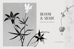 Bloom & Shade Botanical PNG Elements, an Object Graphic by alonahaidash
