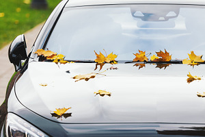 Maple leaves on a new luxury car, a Transportation Photo by BOOCYS