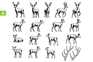 Deer and Antler Wildlife Collection, an Object Graphic by RT Studio
