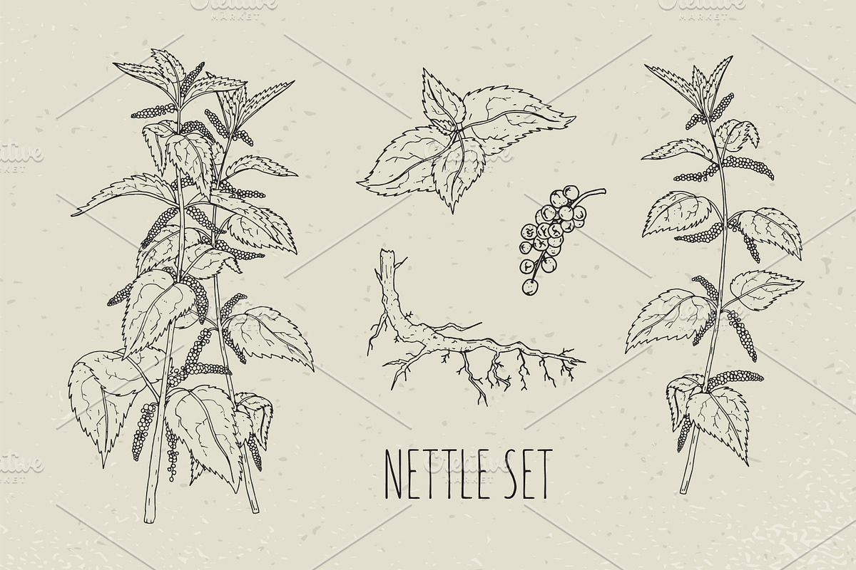 Nettle set and seamless pattern, a Healthcare Illustration by Good Studio