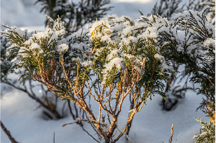 Small green juniper with white snow, a Nature Photo by Illustrations&photos