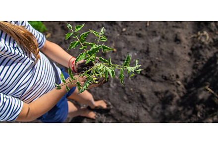 The child is planting a plant in the, a Nature Photo by yanadjana