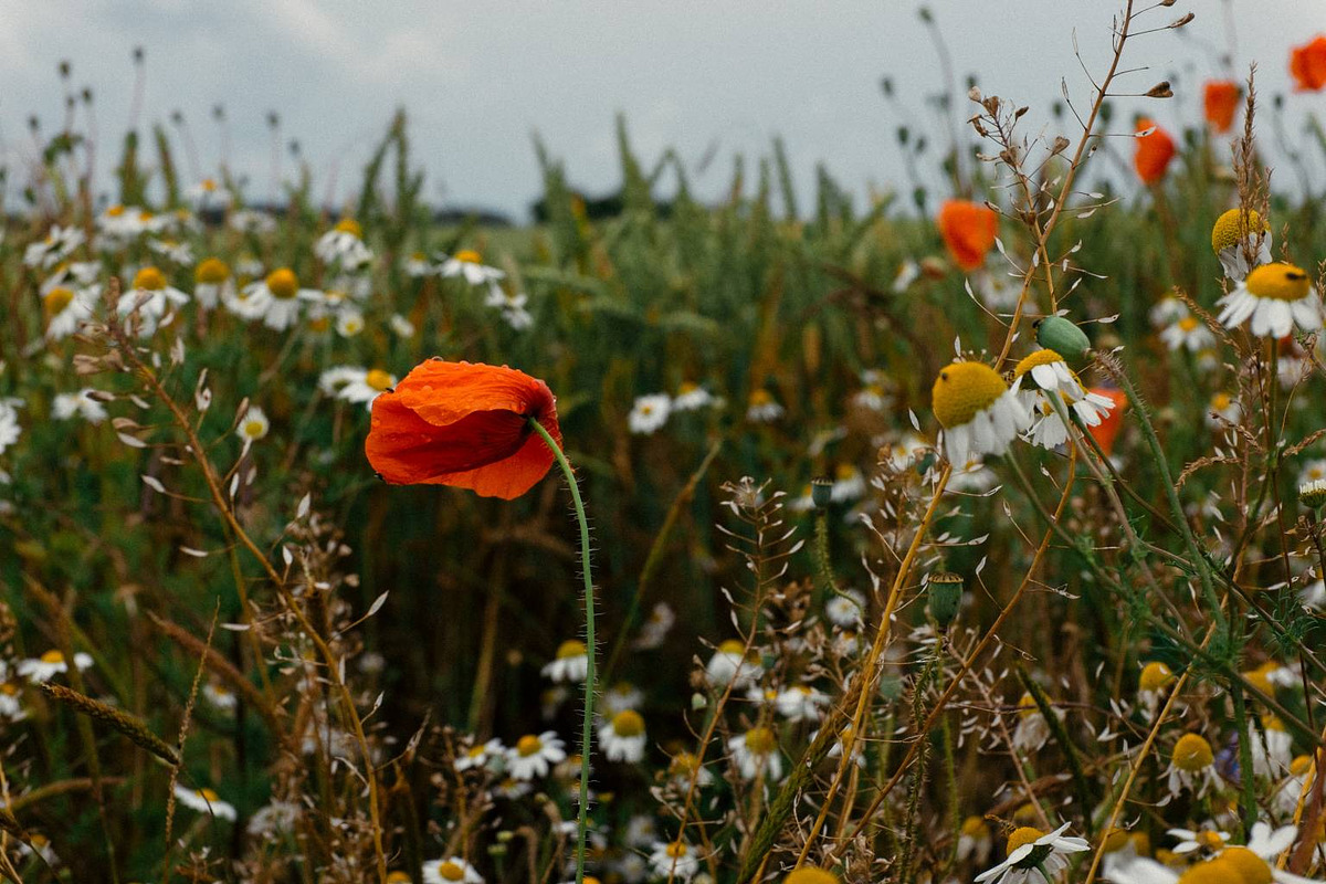 Rügen ~ 137 HQ Premium Images, a Templates & Theme by Barn Images (Photo 5 of 8)