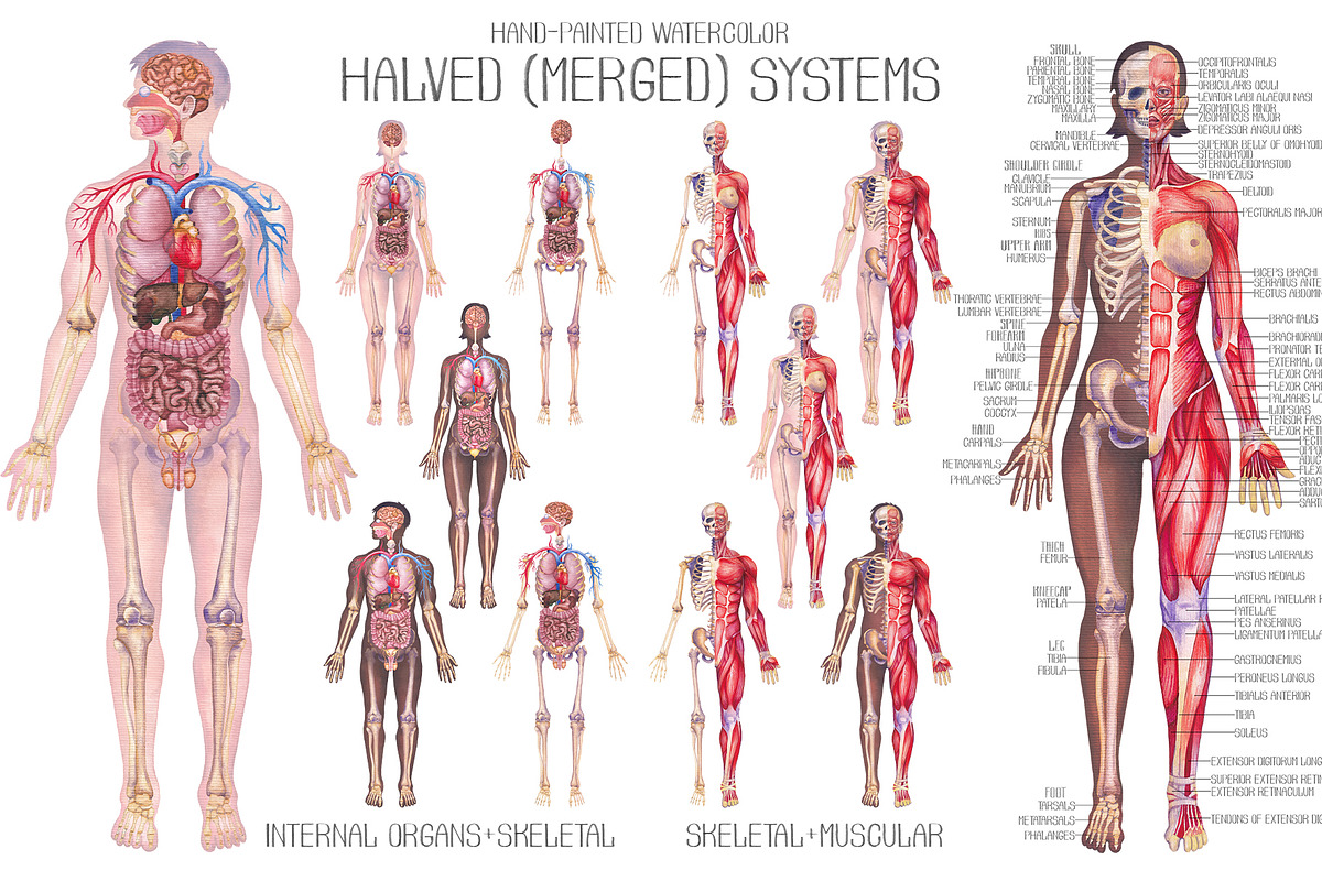 Watercolor anatomical body charts, a Healthcare Illustration by Ekaterina Glazkova (Photo 6 of 8)