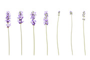 Vector object brushes. Lavender, a Brush Add-On by Peolla (Thumbnail 6 of 13)
