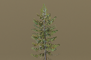 The European Larch Tree, a Plants & Tree 3D Model by FuturePastCreatives (Thumbnail 4 of 9)