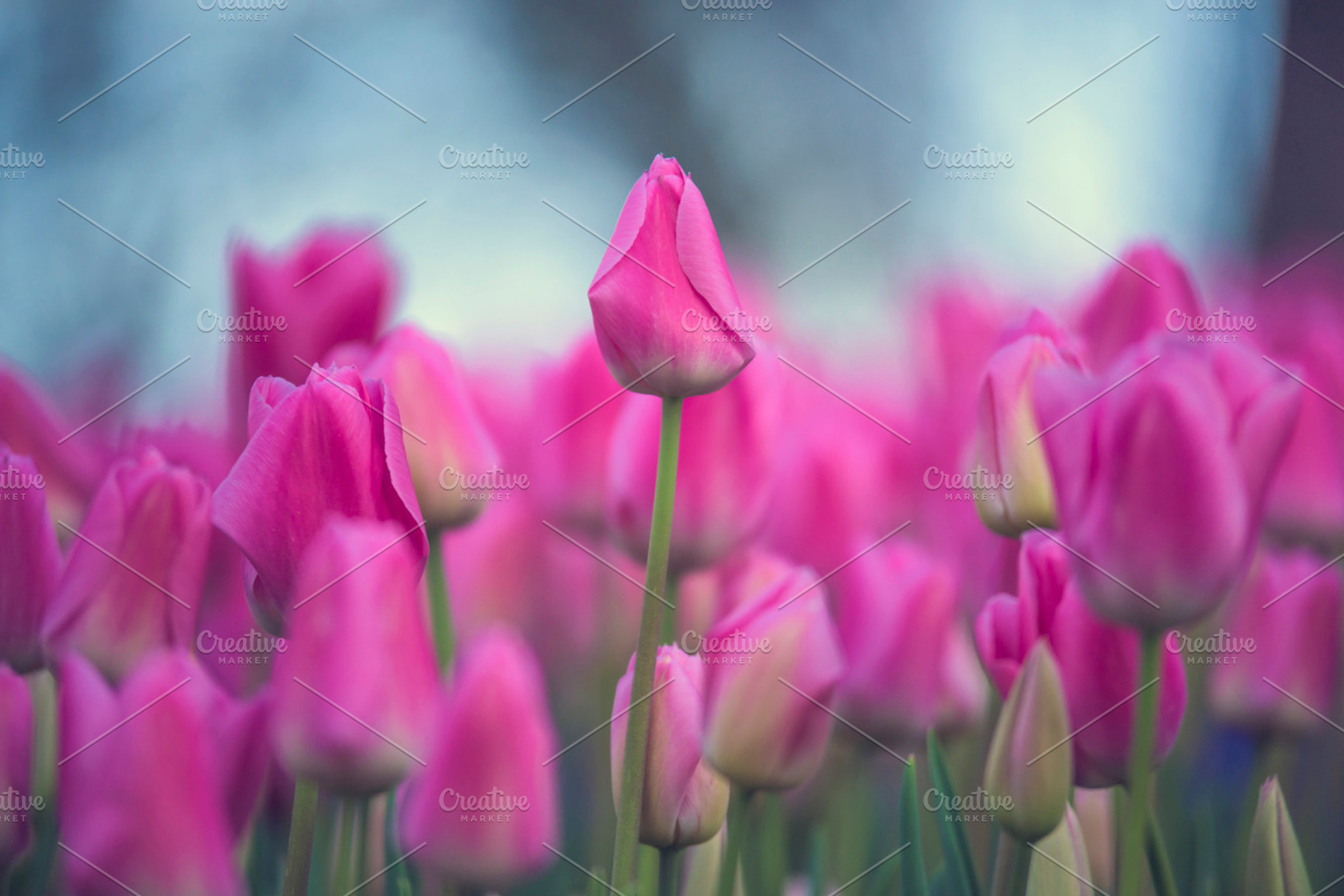 Tulip flowers, a Photo by Zoomin Istanbul