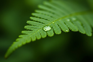 Close-up of a green fern leaf with w, a Nature Photo by professorinc