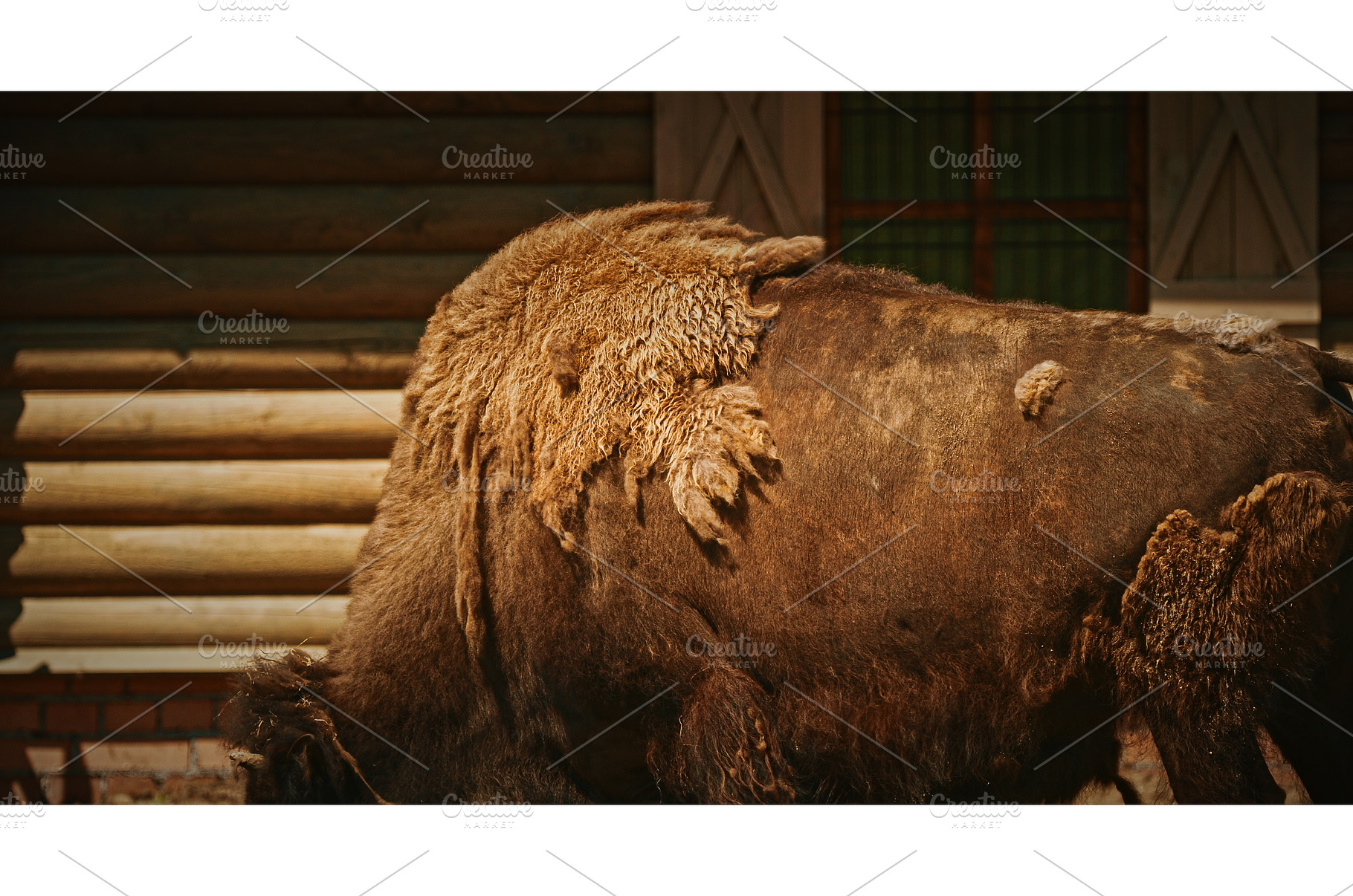 Powerful Bison with Unique Hair, an Animal Photo by Our Amazing World