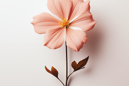 A delicate minimalistic pink flower with large petals and a slender stem, featu, an Arts & Entertainment Photo by Textures & Backgrounds