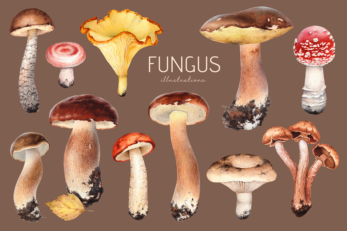 Fungus, a Pattern Graphic by Sundra (Photo 2 of 13)