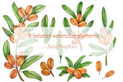 Sea Buckthorn Watercolor Clipart, a Food Illustration by Milla_Zelenyuk_art (Thumbnail 2 of 4)