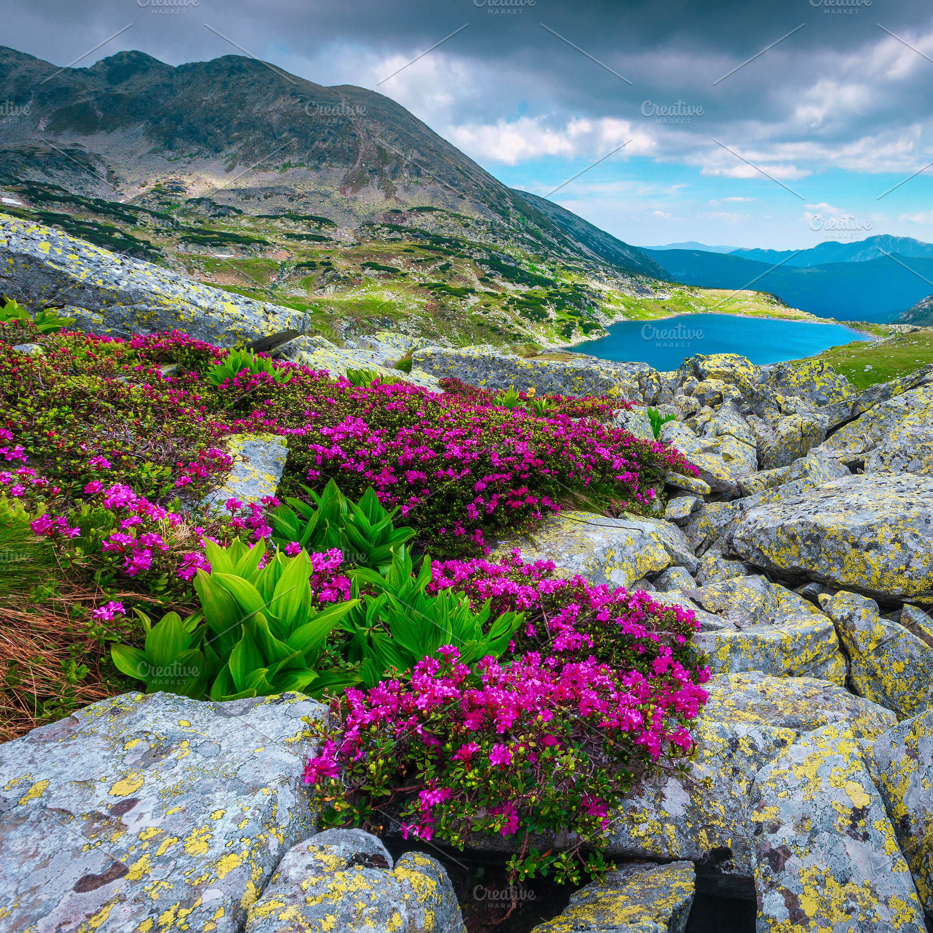 Blooming pink rhododendron flowers, a Wallpaper Photo by Alpine Dreams