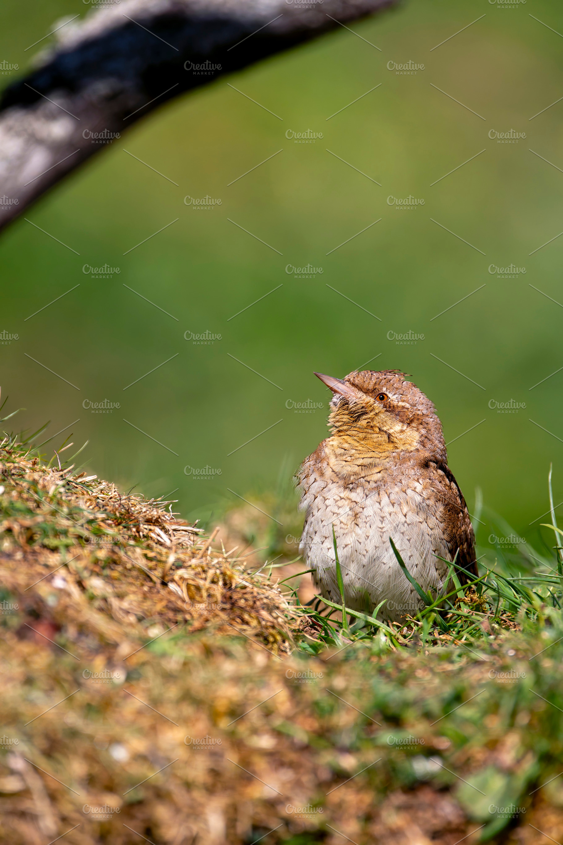 Eurasian Wryneck perched on a ground., an Animal Photo by CreativePhotoSpain