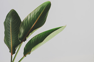 Strelitzia Leaves Minimalist Photo