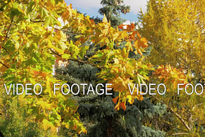 Different Trees In Autumn