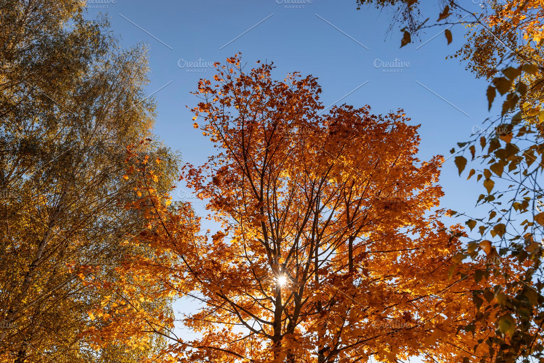 beautiful colorful foliage of maples in the autumn season in sunny weather in t, a Photo by rsoollAI