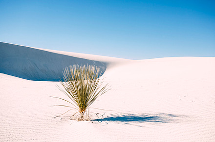 Sand dune and cactus