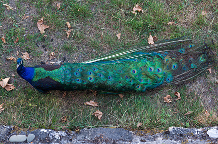 Peacock , beautiful representative exemplar of male peacock, an Animal Photo by Bepslabor