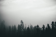Photo Pack: Blue Forest Fog, a Nature Photo by Gradivis (Thumbnail 2 of 4)