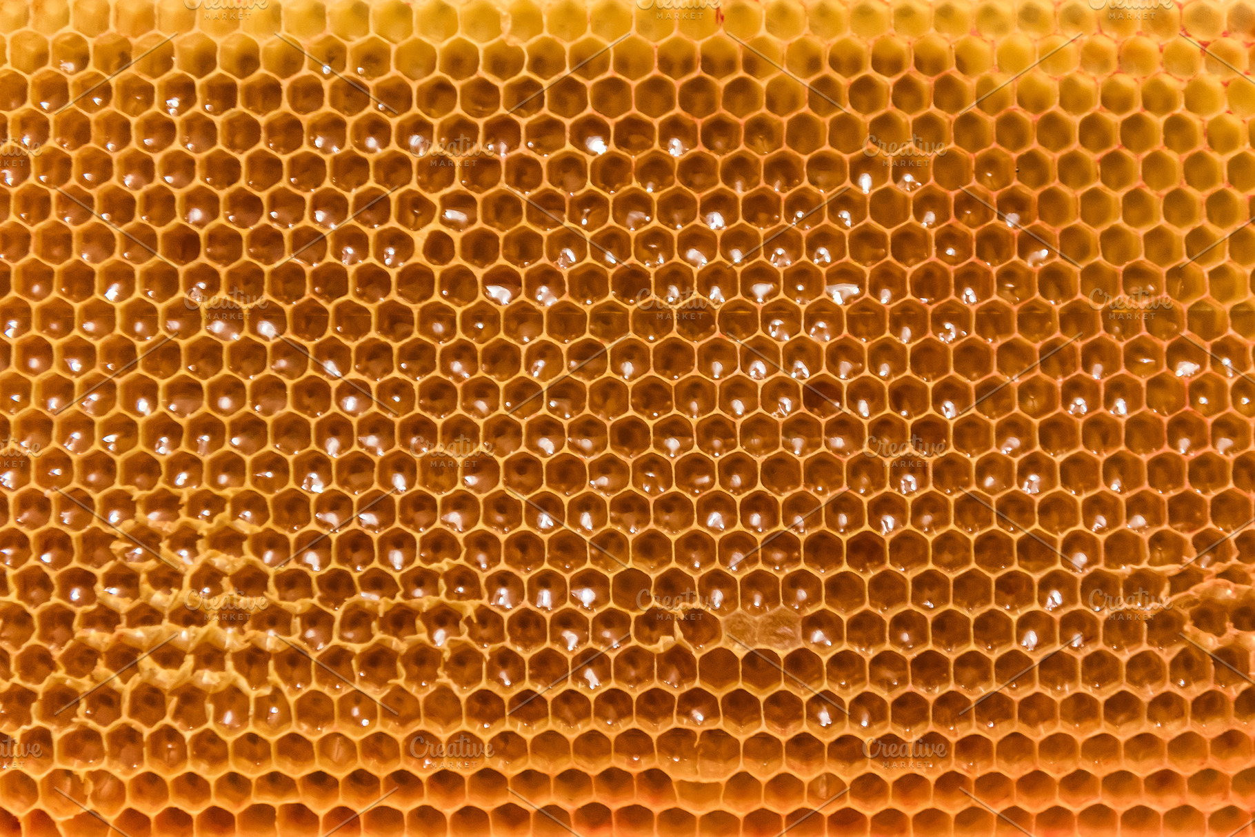 Bee Honeycomb Frame with Honey, a Photo by wr7 Media