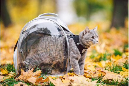 Domestic gray cat in a harness and a