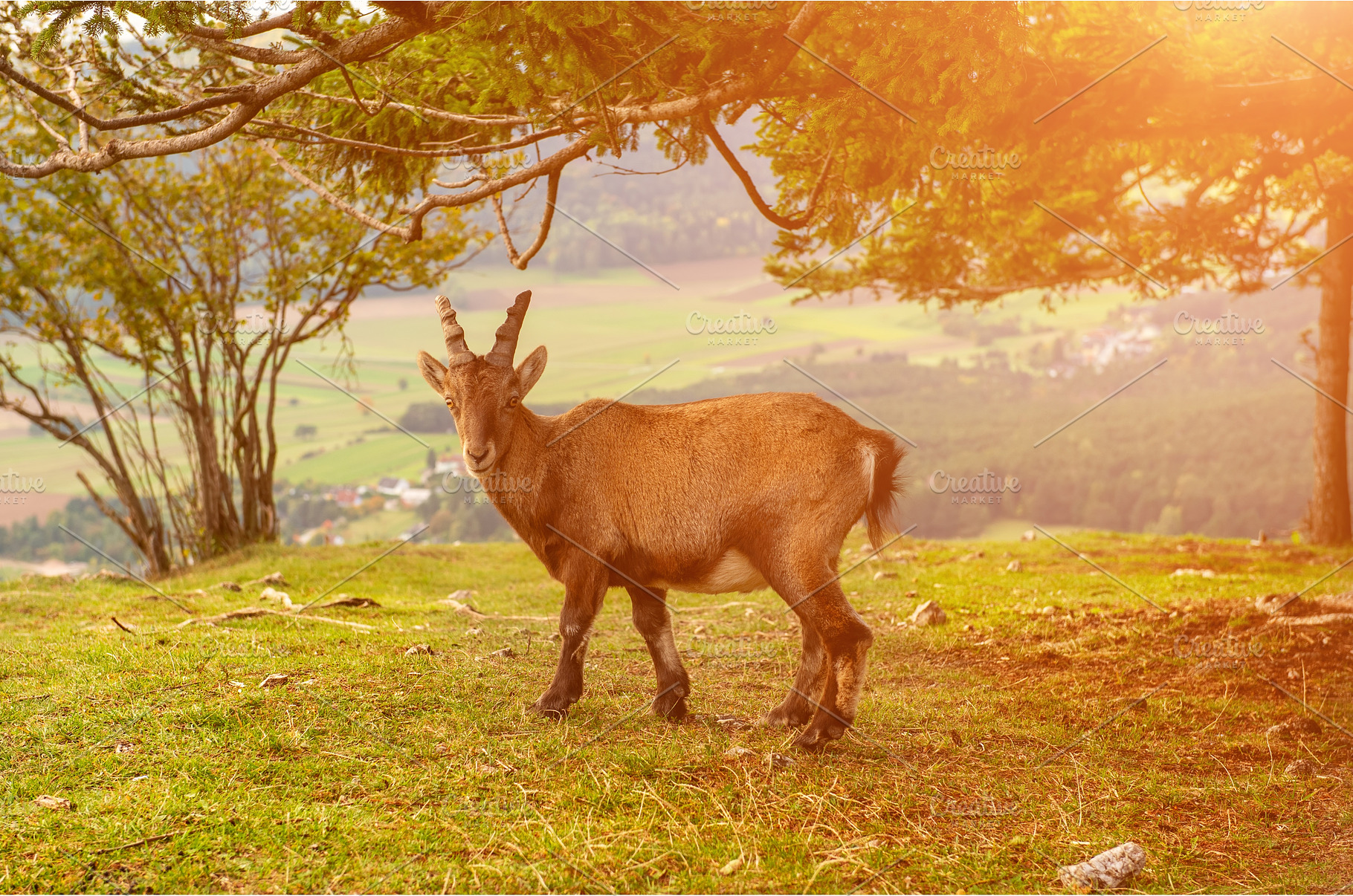 Wild alpine ibex standing on a, an Animal Photo by Nature and travel