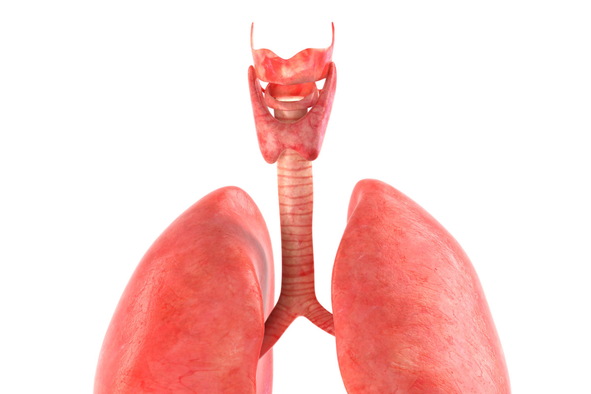 Human internal organs, a Characters & Person 3D Model by konstantin.ermolaev (Photo 15 of 46)