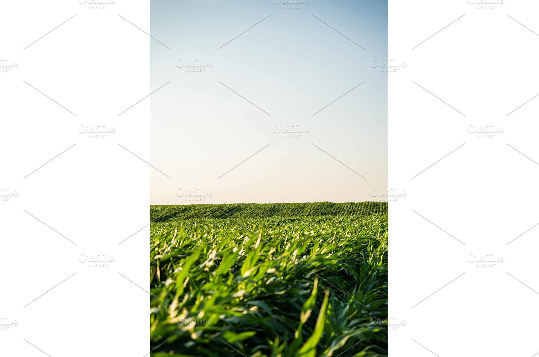 Structured cornfield with young, a Nature Photo by volodymyrshtun13795