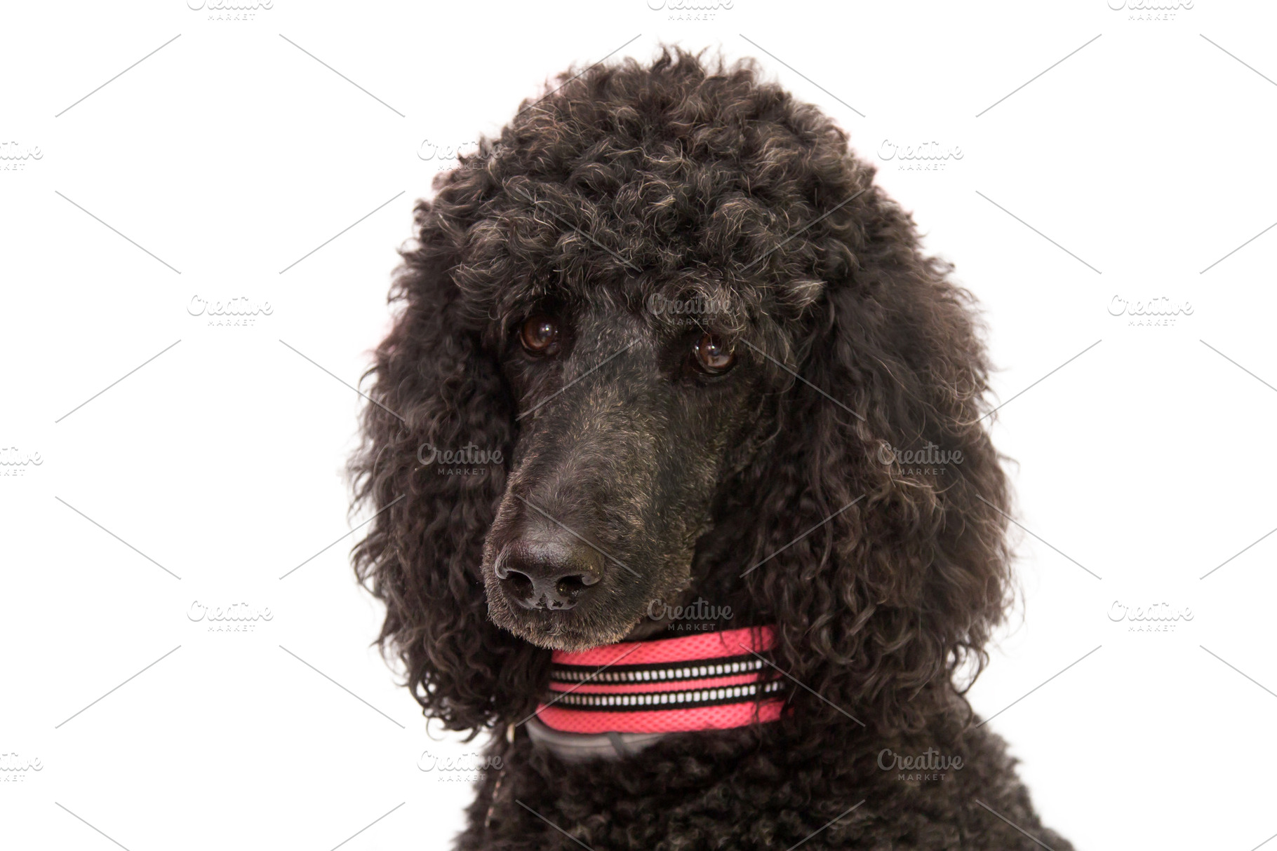 Portrait of black poodle dog with co stock photo containing dog and poodle, an Animal Photo by tetxu