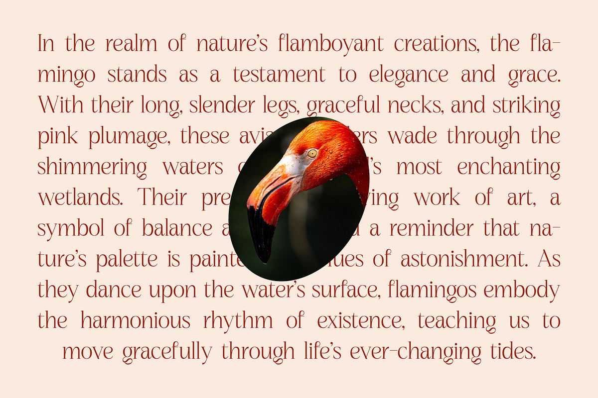 Nagista Modern Serif Font, a Serif Font by Letterena Studios (Photo 10 of 15)