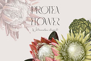 Watercolor Protea Clipart, Tropical, an Illustration by NNclipart (Thumbnail 1 of 2)
