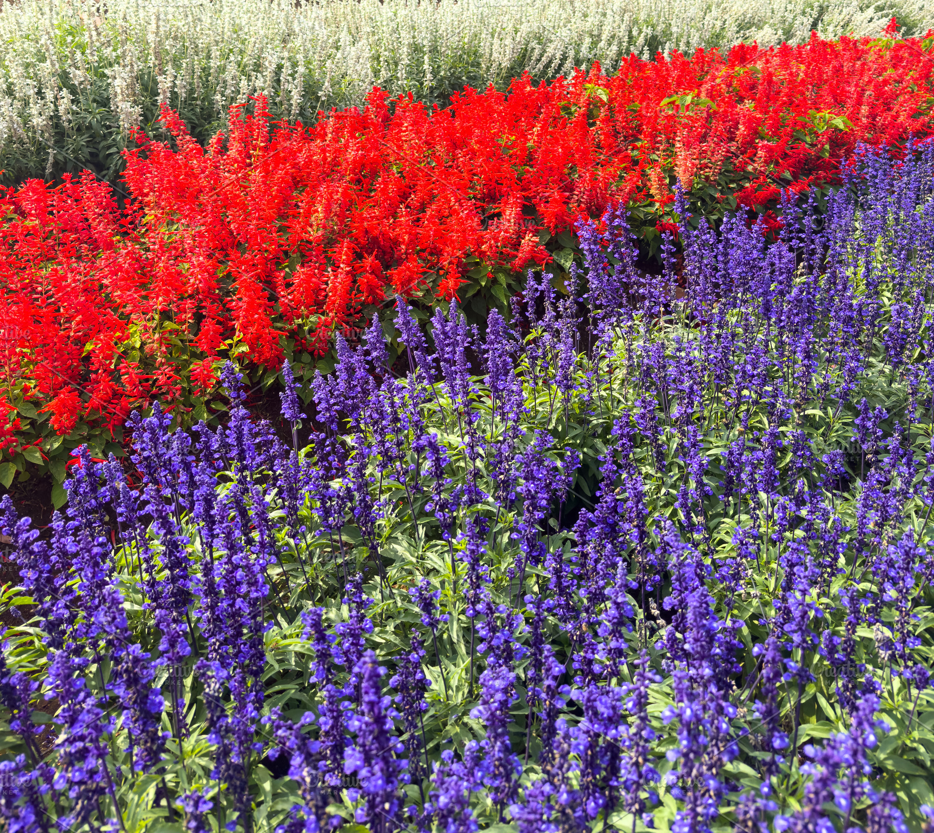 Salvia And Cockscomb Flowers Garden Background, a Nature Photo by THP Creative