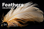 Feathers. 54 images, an Animal Illustration by Handmadefont (Thumbnail 1 of 12)