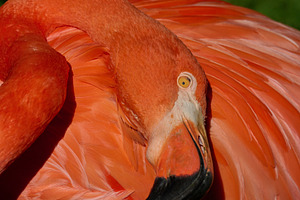 The pink flamingo arched its neck, an Animal Photo by ndanko