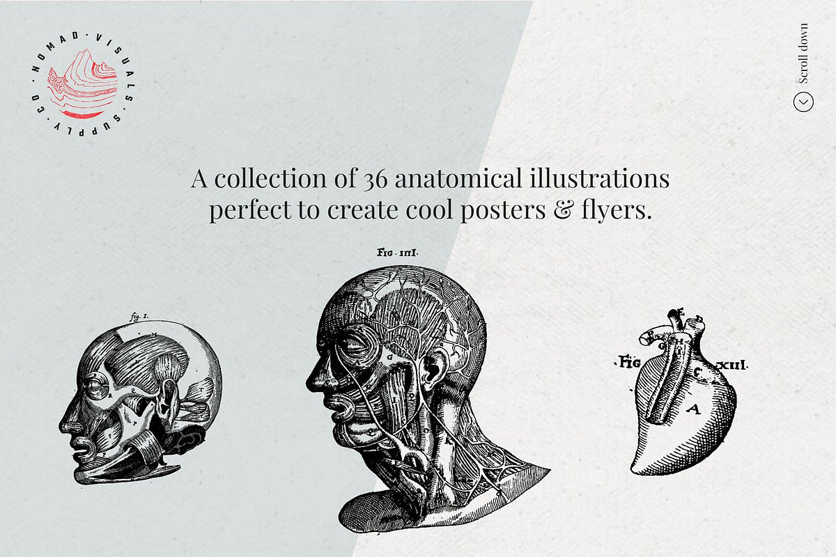 Vintage Bundle - 6600+ Illustrations, an Animal Illustration by Nomad Visuals (Photo 45 of 45)