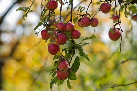 Apples Containing Apple Garden And Fruit preview 6