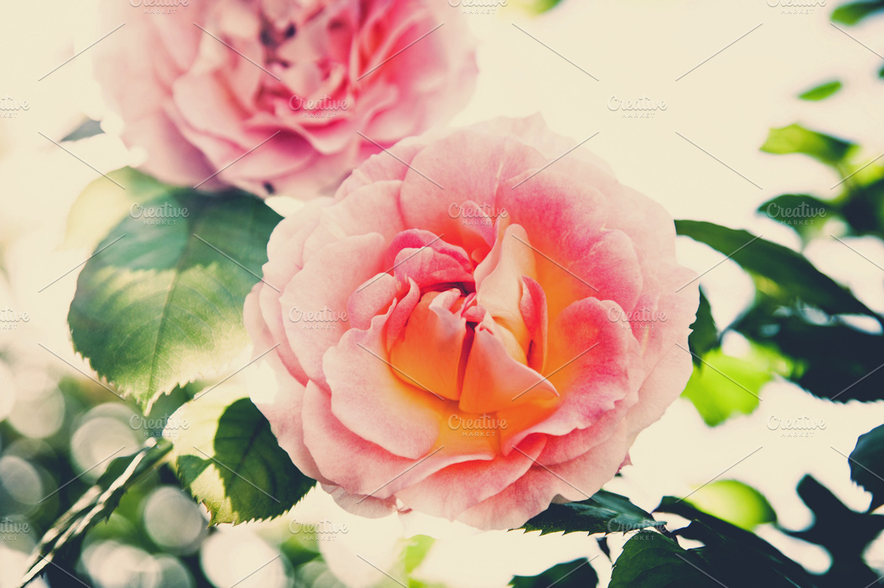 Iseeyouphoto Vintagerose
