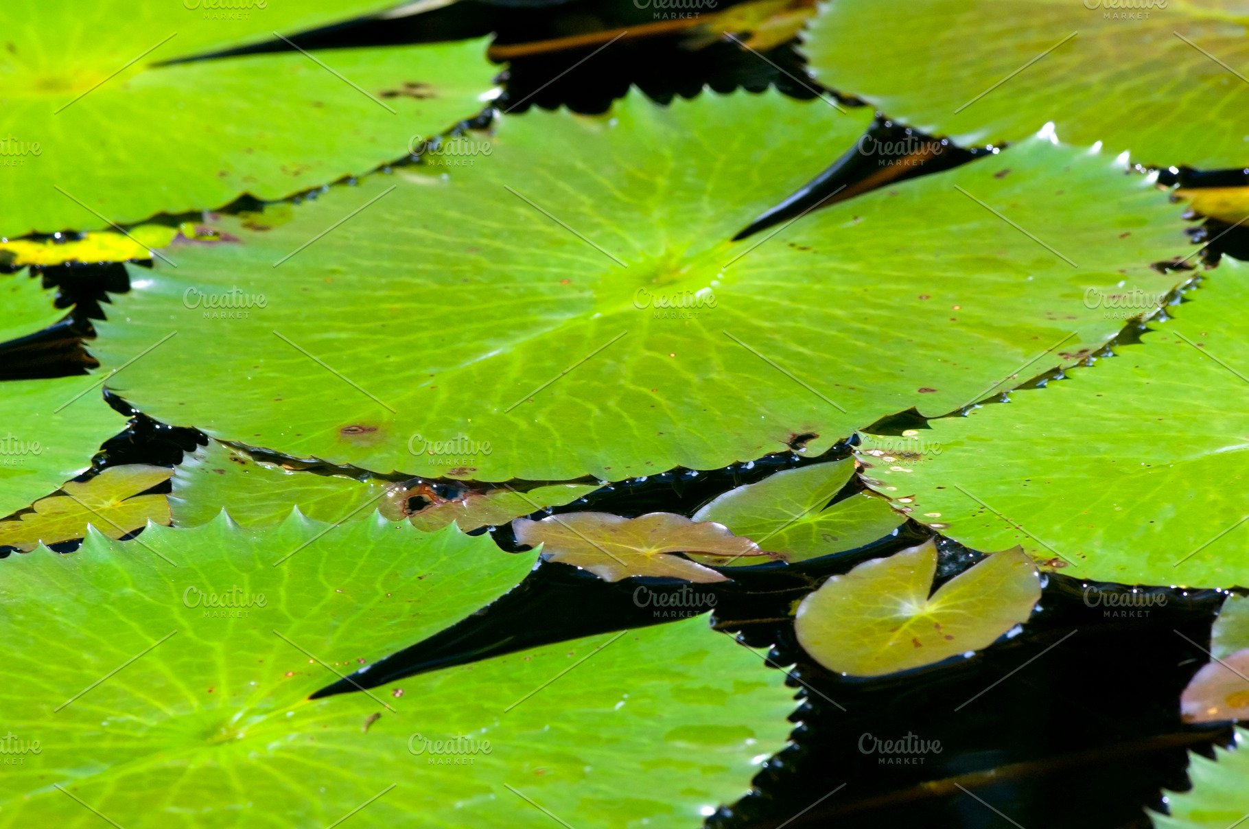 Lily Pond, a Nature Photo by THP Creative